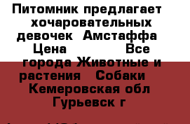 Питомник предлагает 2-хочаровательных девочек  Амстаффа › Цена ­ 25 000 - Все города Животные и растения » Собаки   . Кемеровская обл.,Гурьевск г.